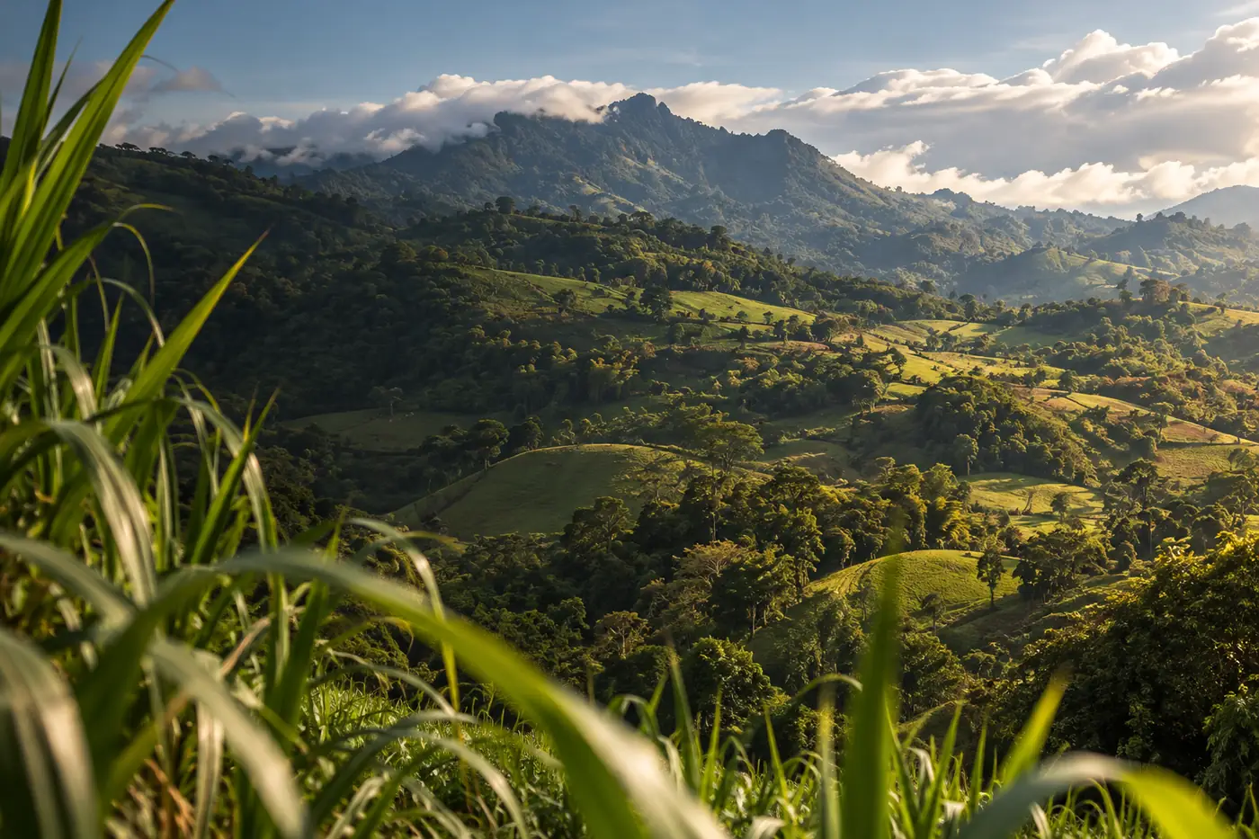 Valle y montañas verdes de La Peña, Cundinamarca, enmarcados por hojas de caña